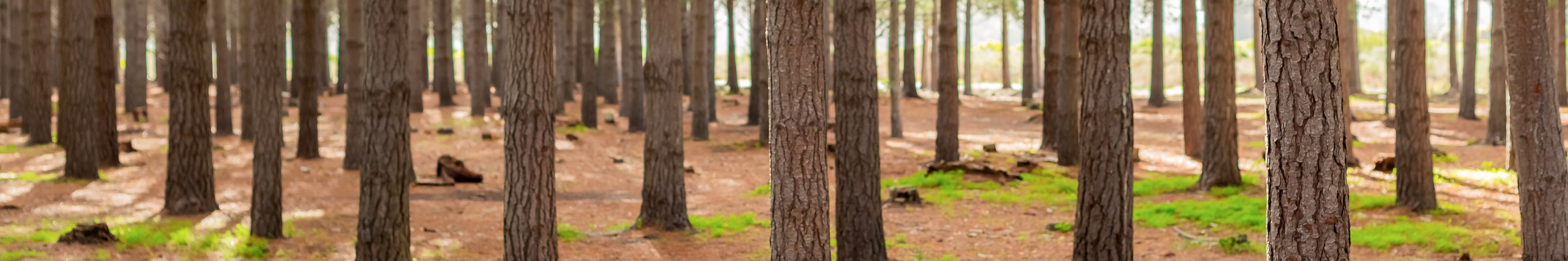 Siempre comprometidos con la conservación del medio ambiente